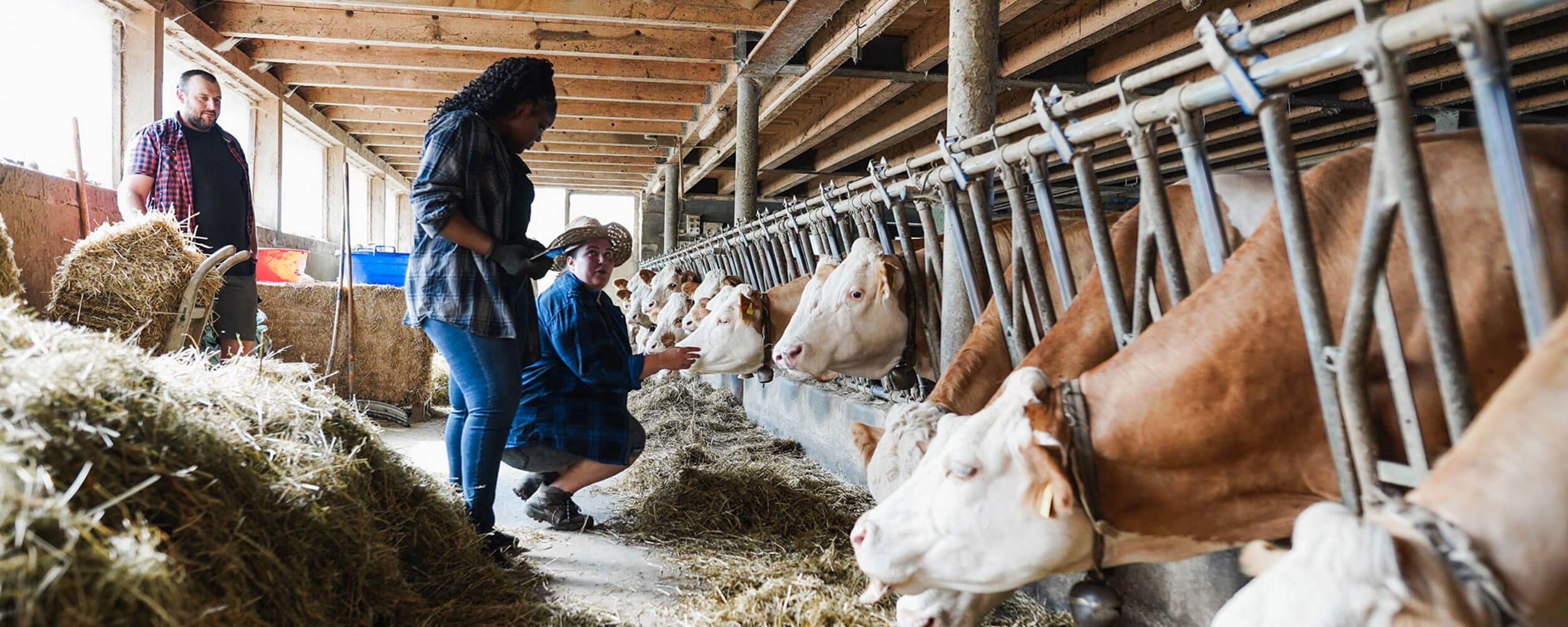 Re Livestock - Evaluate and mobilize the adoption of innovative ...